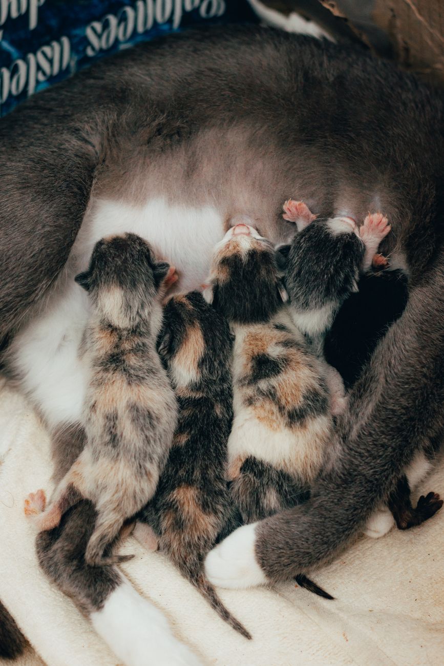 cat mom feeding kittens