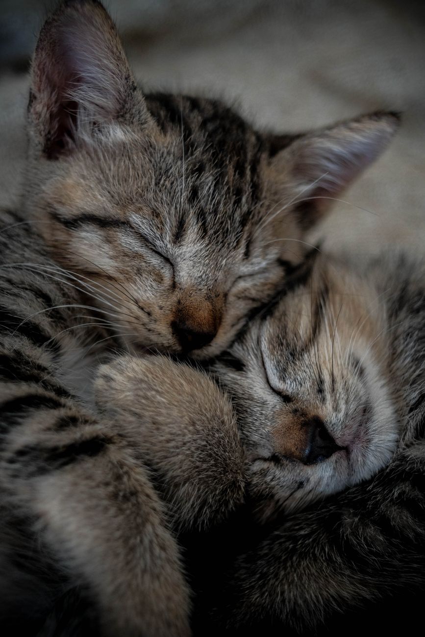 close up shot of gray tabby cat sleeping